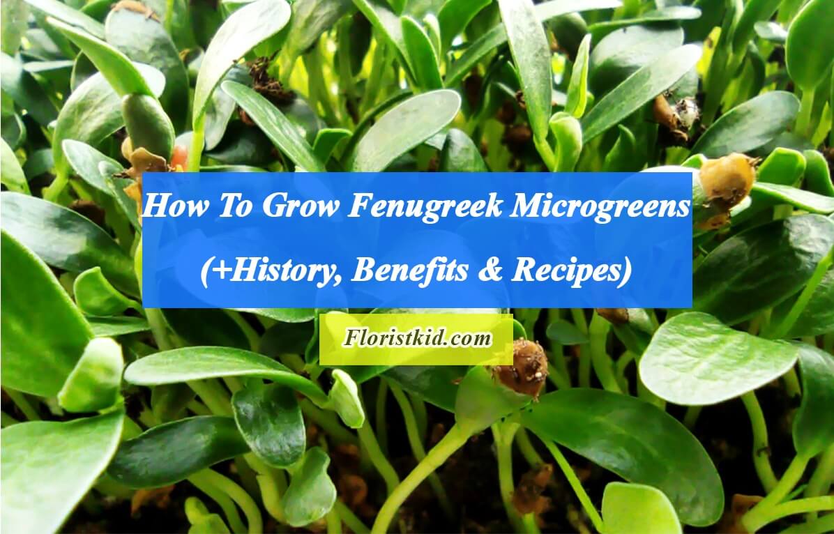 How To Grow fenugreek Microgreens (+History, Benefits )