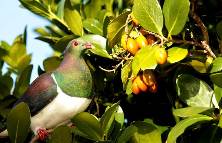 Karaka nut tree and pigeon