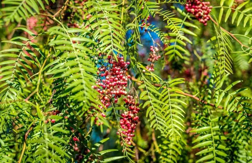 Peruvian pepper tree - Schinus tree