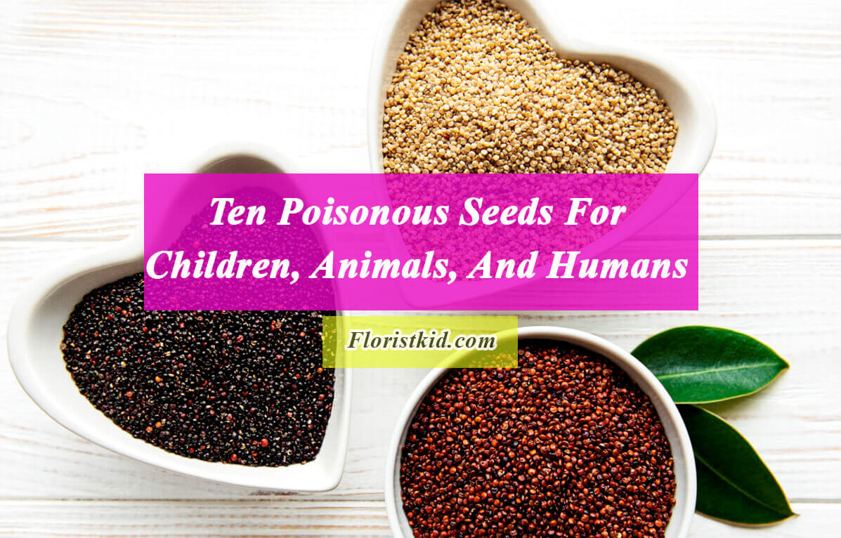 Poisonous Seeds For Children, Animals, And Humans