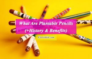 What Are Plantable Pencils(+History & Benefits)