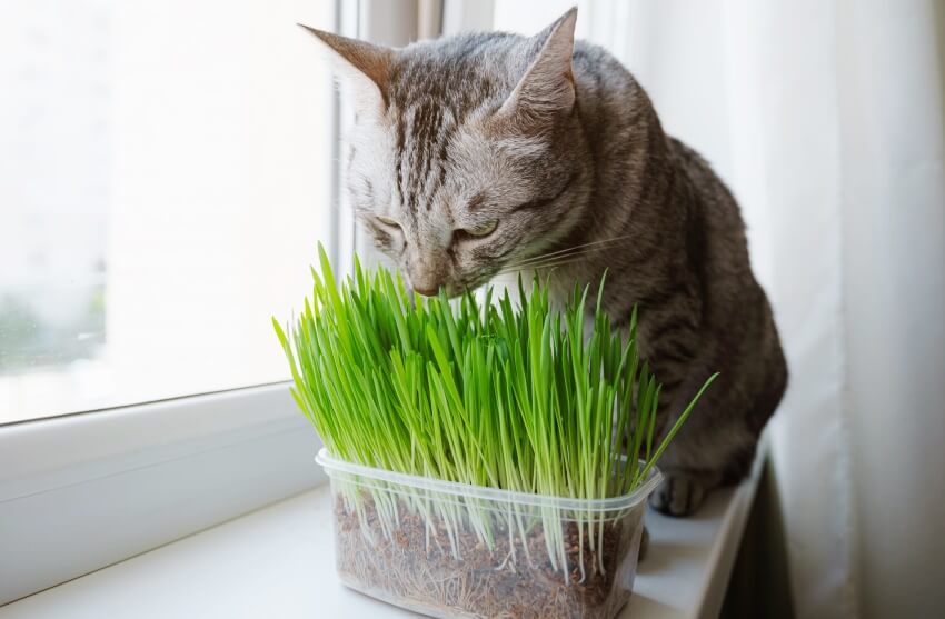 microgreen for pets- cat & microgreen