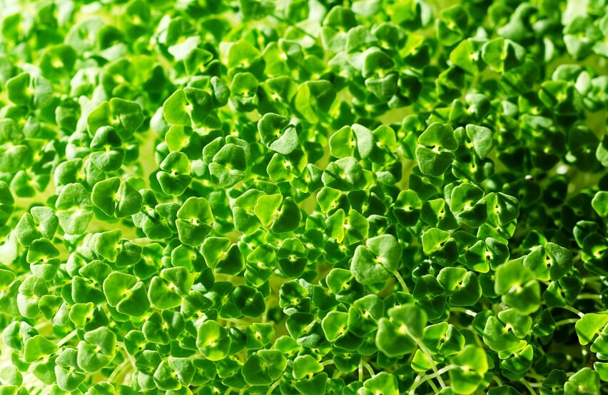 chia microgreen 