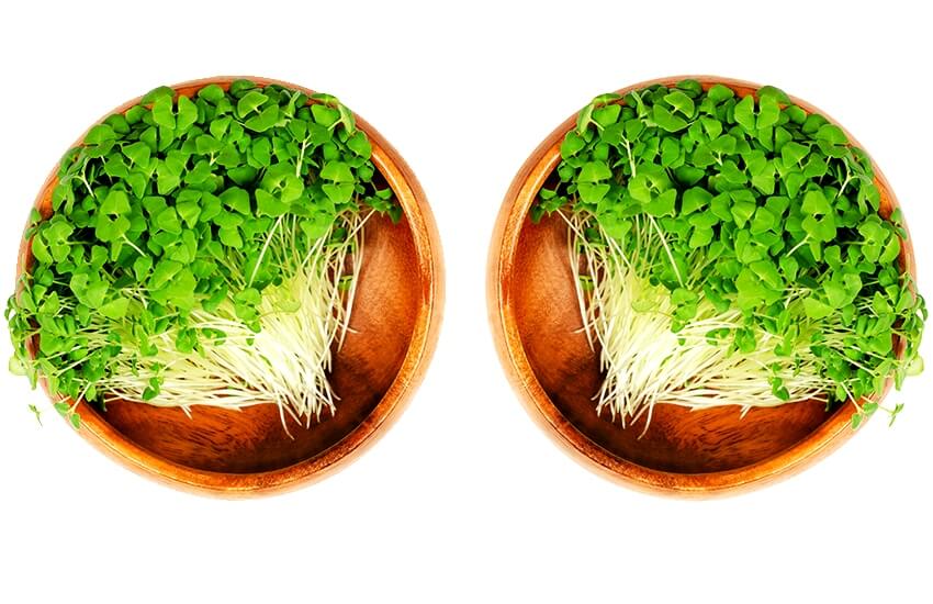 chia microgreens on wooden plate
