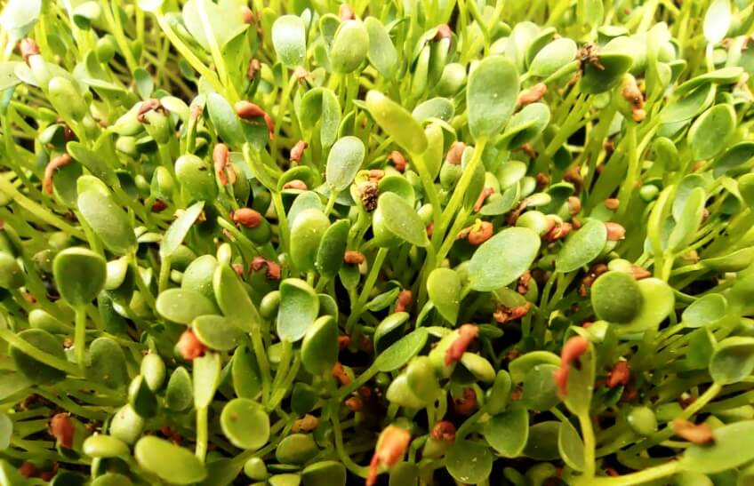 clover microgreens