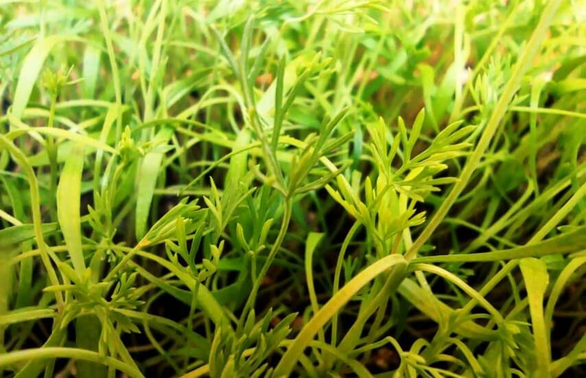 dill microgreens with true leaves