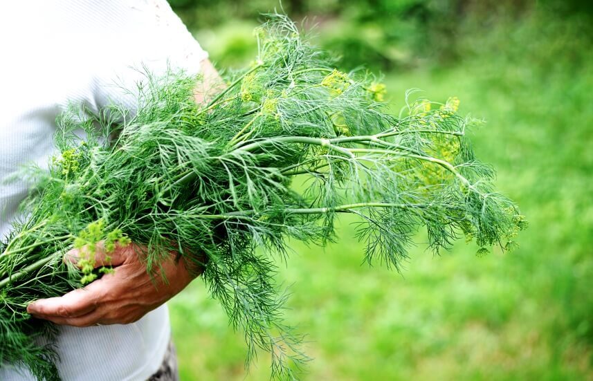 dill plant in hands