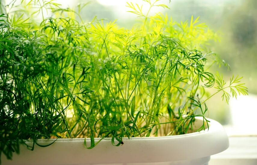 dill seedling in pot