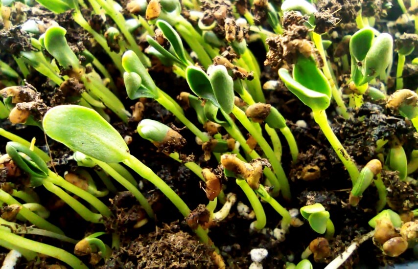 methi microgreen germination