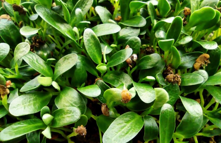 fenugreek microgreens