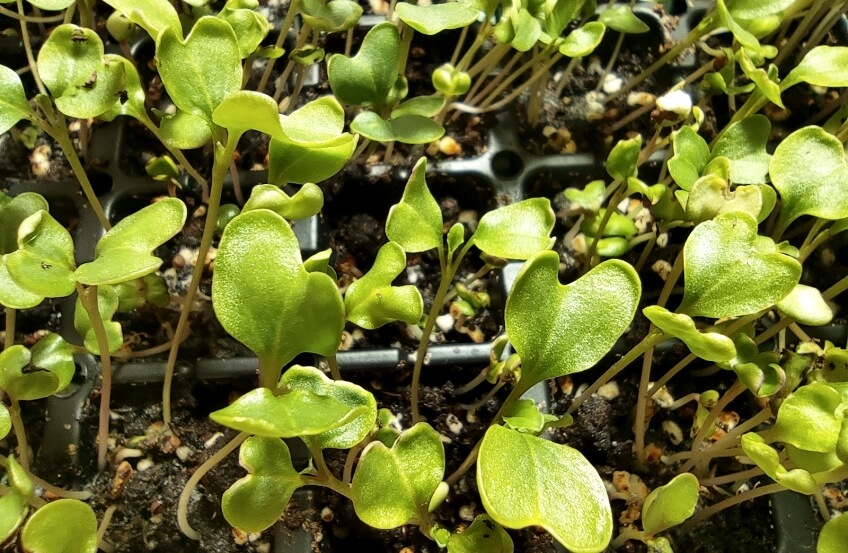 green cabbage microgreens