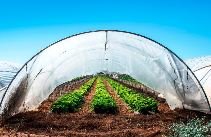 greenhouse with plastic cover