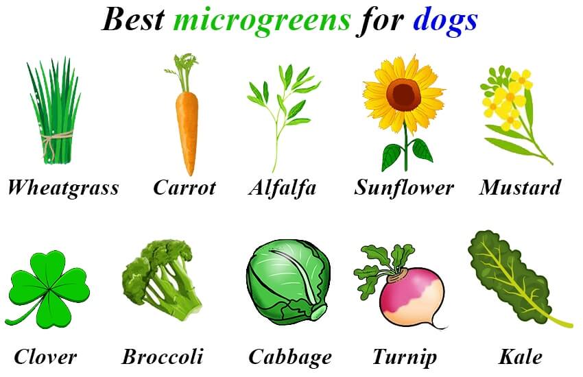 Best microgreens for dogs