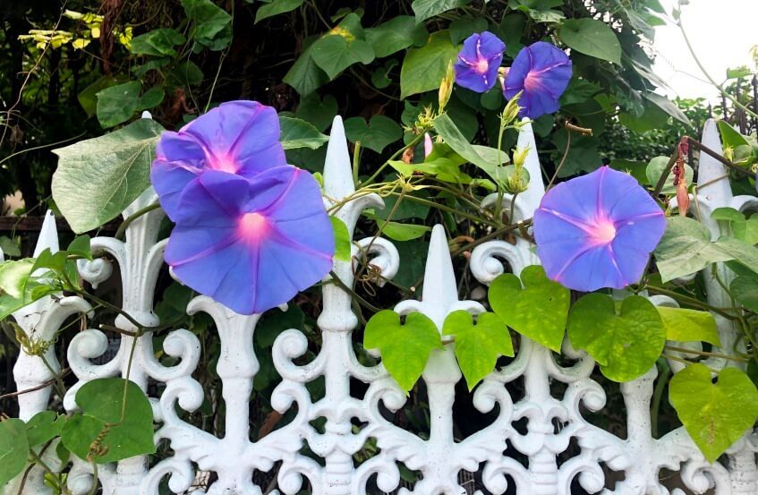 morning glory - Ipomoea flower