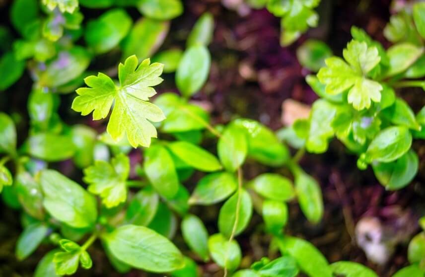 how to grow parsley microgreens