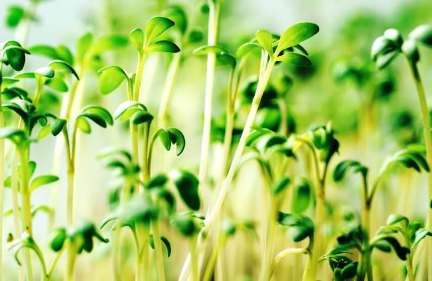 parsley sprouts