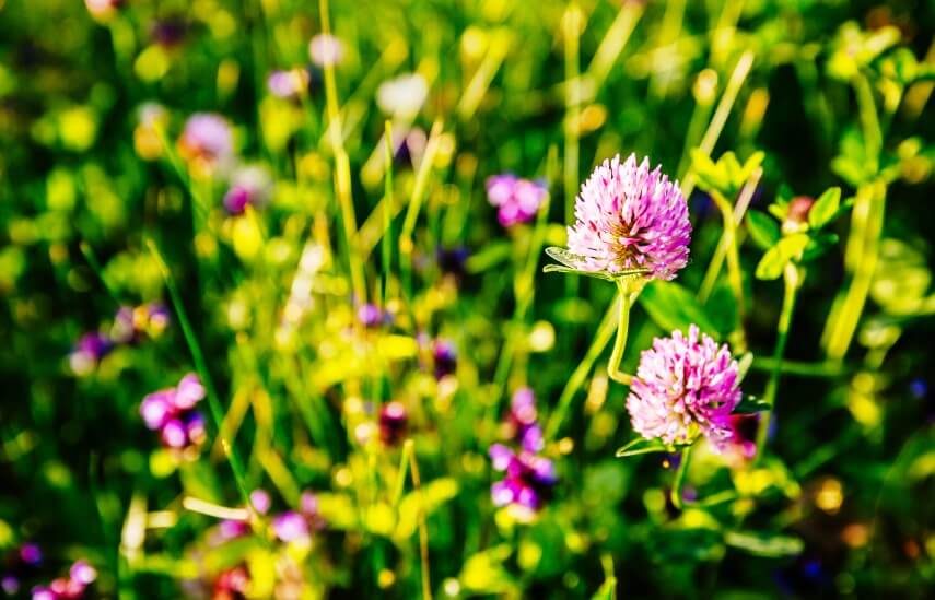 red clover blossom