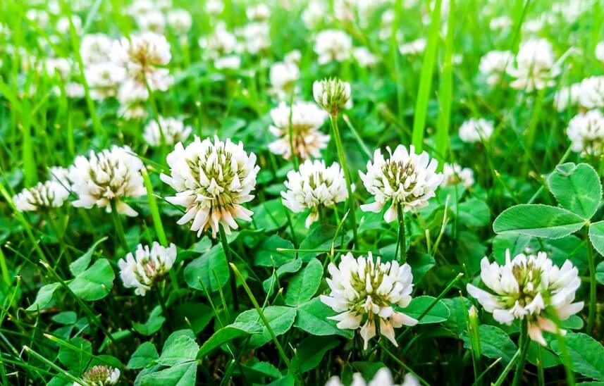 white clover blossom