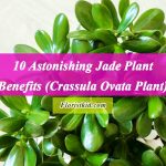 Astonishing Jade Plant Benefits (Crassula Ovata Plant)
