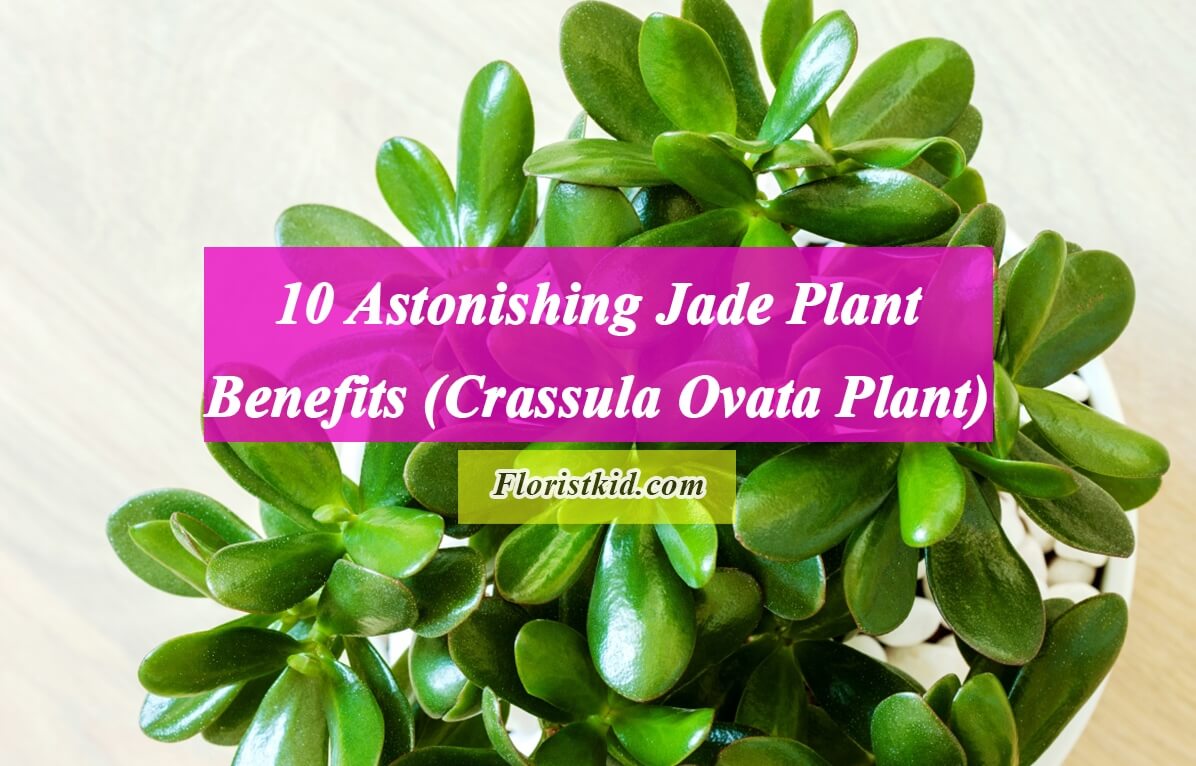 Astonishing Jade Plant Benefits (Crassula Ovata Plant)