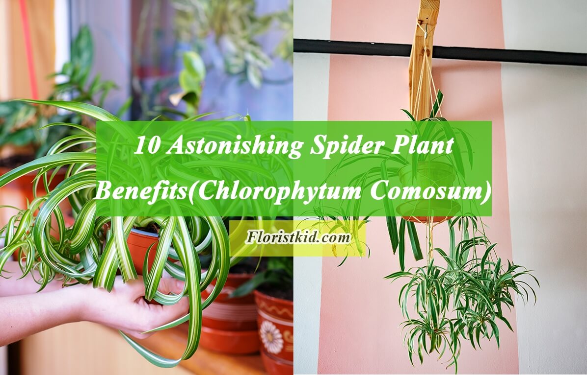Astonishing Spider Plant Benefits (Chlorophytum Comosum)