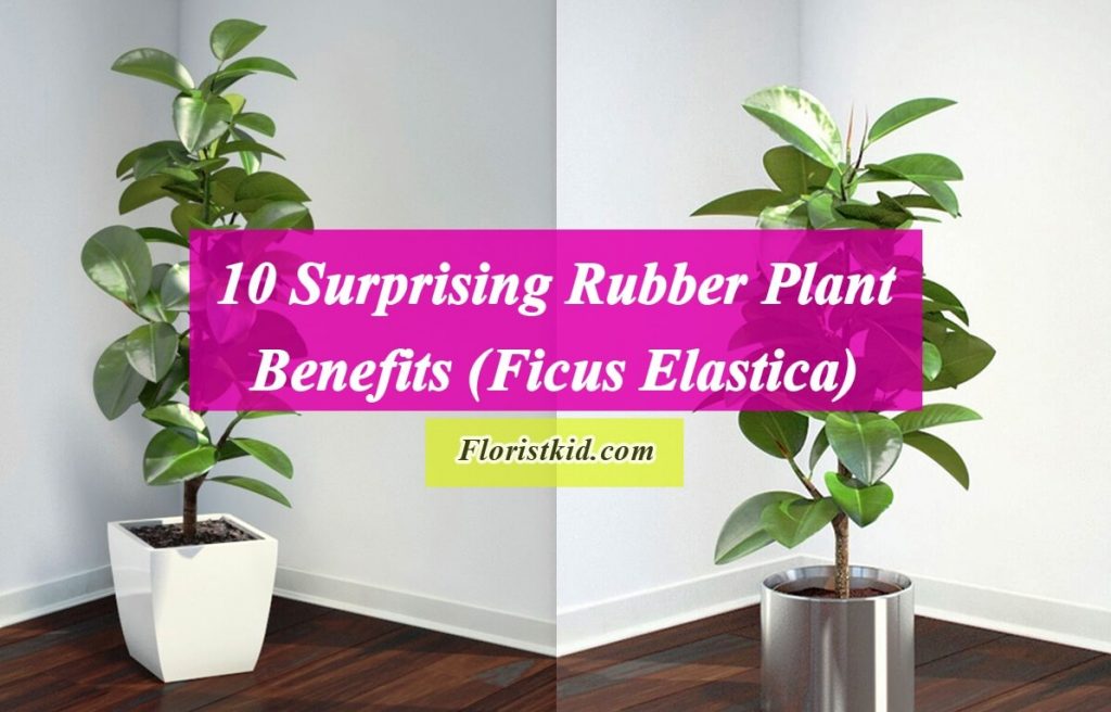 Surprising Rubber Plant Benefits (Ficus Elastica)