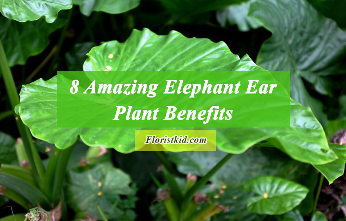 8 Amazing Elephant Ear Plant Benefits