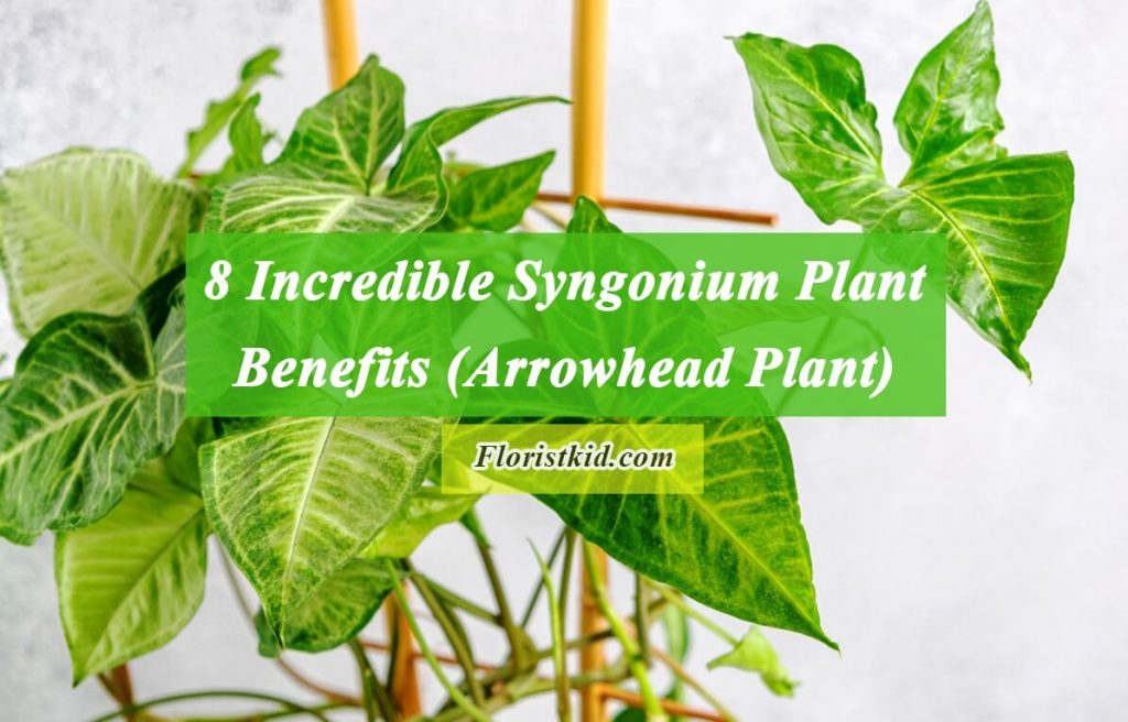 Incredible Syngonium Plant Benefits (Arrowhead Plant)