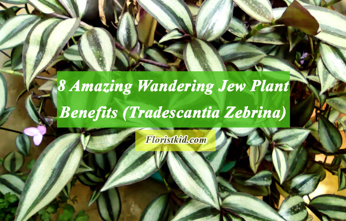 amazing Wandering Jew Plant Benefits (Tradescantia Zebrina)