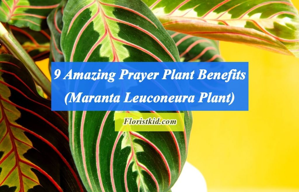 Prayer Plant Benefits (Maranta Leuconeura Plant)