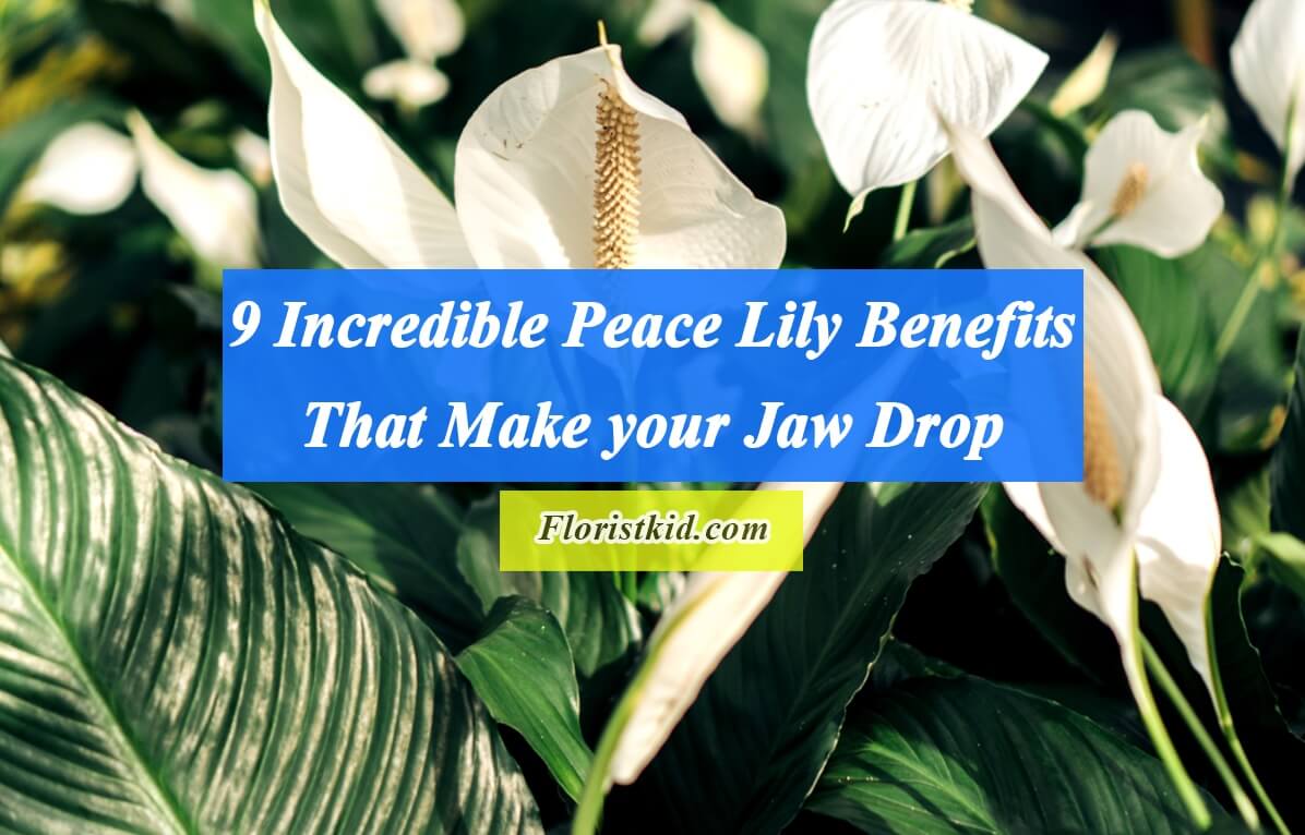 Incredible Peace Lily Benefits That Make your Jaw Drop