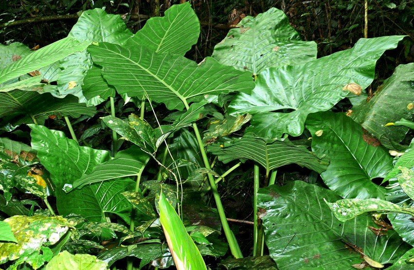 Alocasia - Elephant ear plant