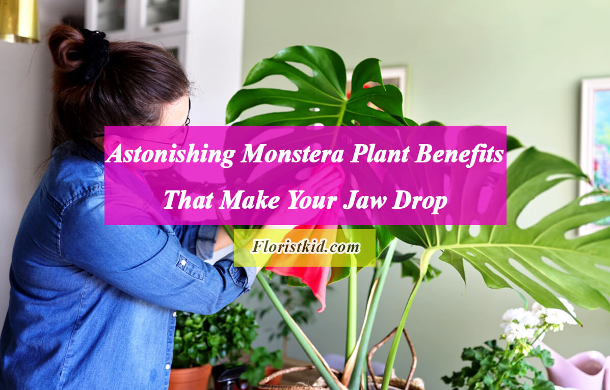 Astonishing Monstera Plant Benefits That Make Your Jaw Drop