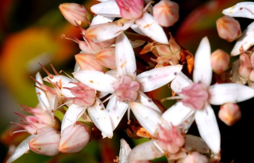 Crassula Ovata flowers