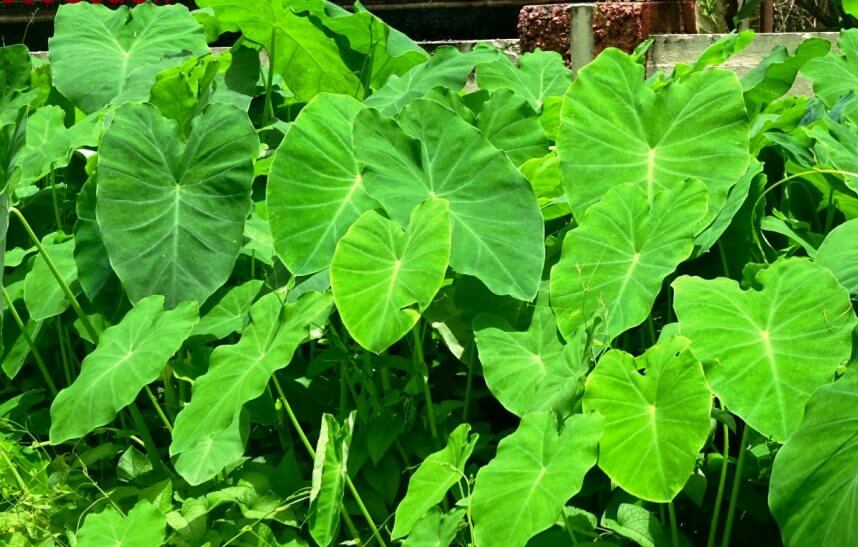 elephant ear plant indoor benefits