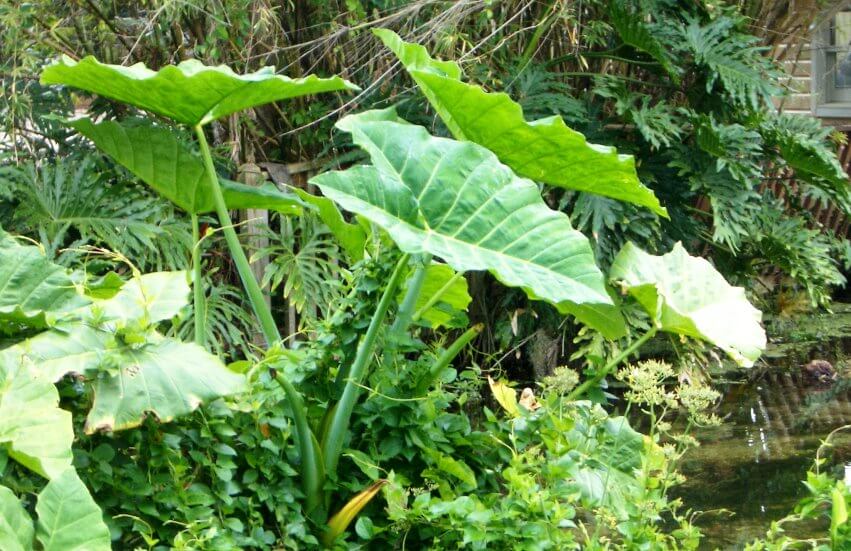 benefits of Elephant ear plants