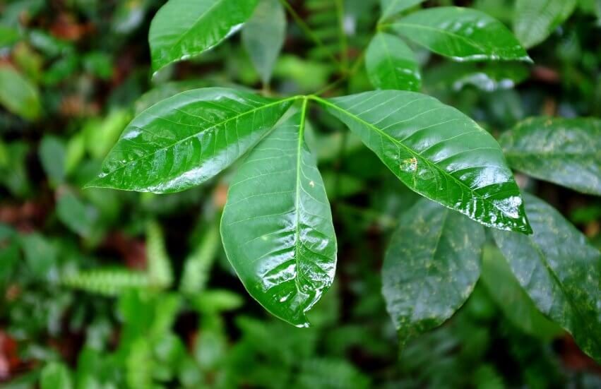 Ficus elastica leaves