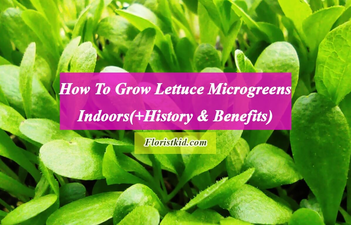 How To Grow Lettuce Microgreens Indoors (+History & Benefits)