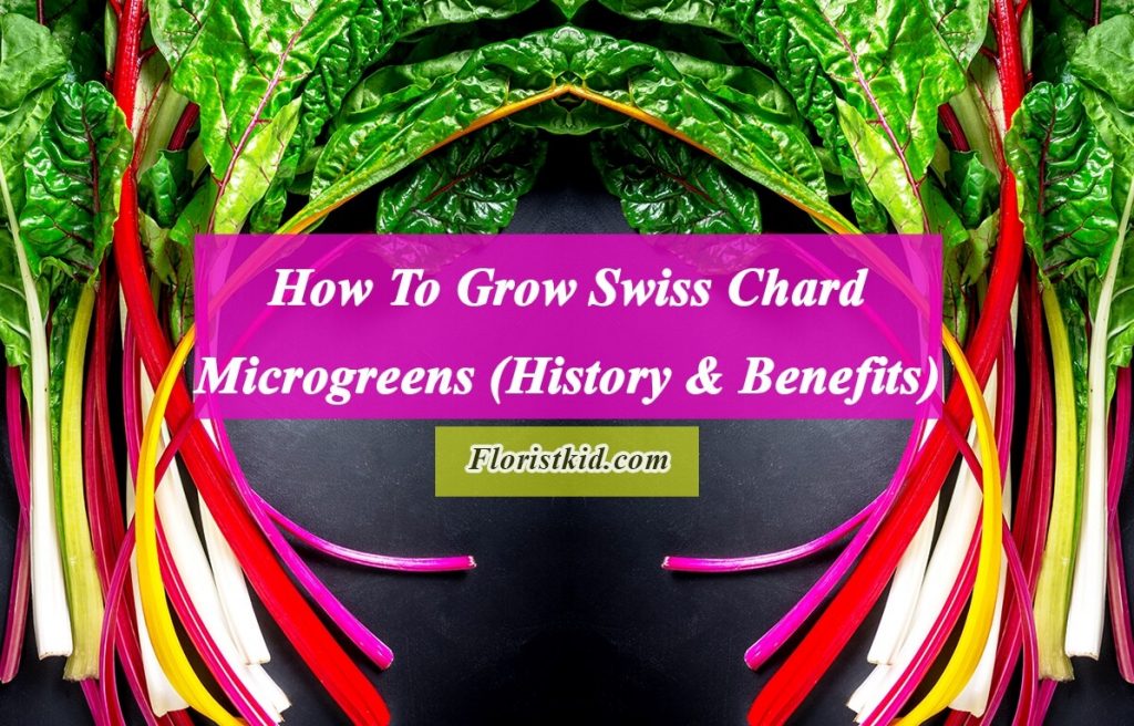 How To Grow Swiss Chard Microgreens (History & Benefits)