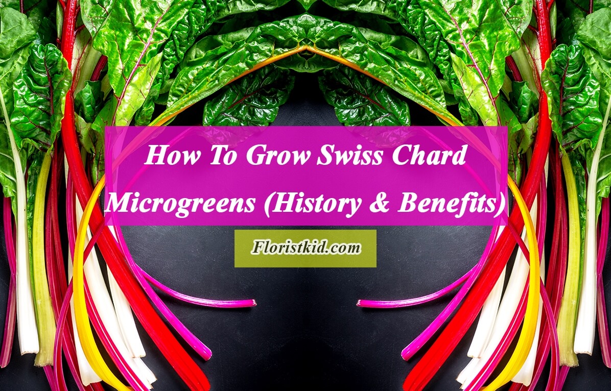 How To Grow Swiss Chard Microgreens (History & Benefits)