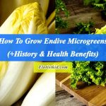 How To Grow endive Microgreens (+History, Benefits & Recipes)