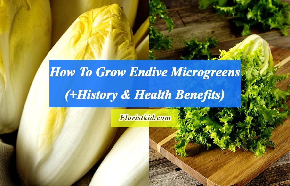 How To Grow Endive Microgreens (+History& Health Benefits)