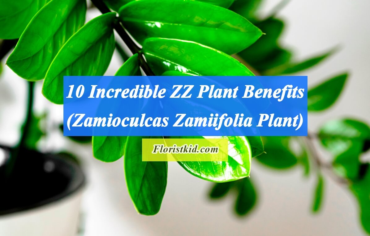 Incredible ZZ Plant Benefits (Zamioculcas Zamiifolia Plant)