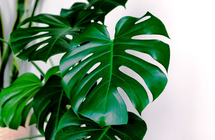 Monstera plants close up