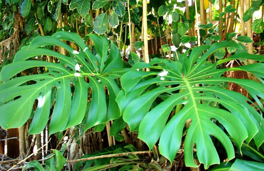 Monstera in forest - monstera plant benefits