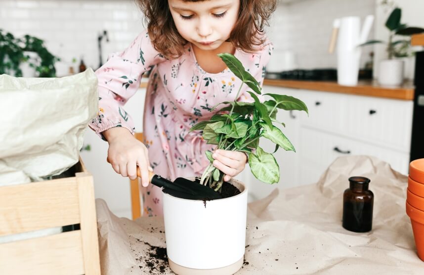 kid planting a Syngonium Plant 