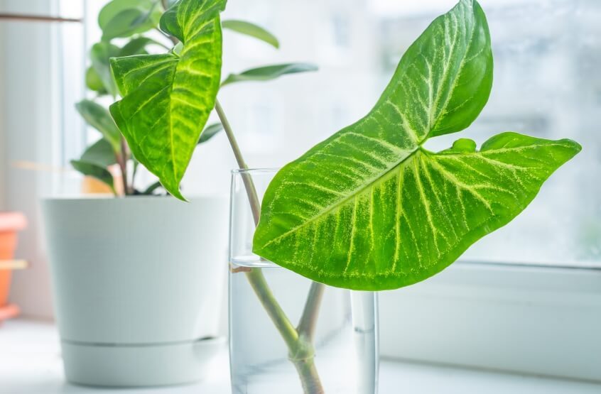 Syngonium Plant in the glass of water