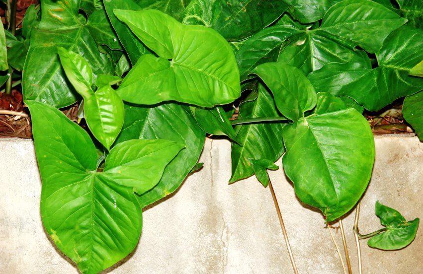 Arrowhead in garden - Syngonium Plant Benefits