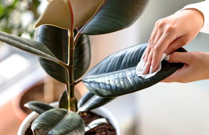 cleaning rubber plant