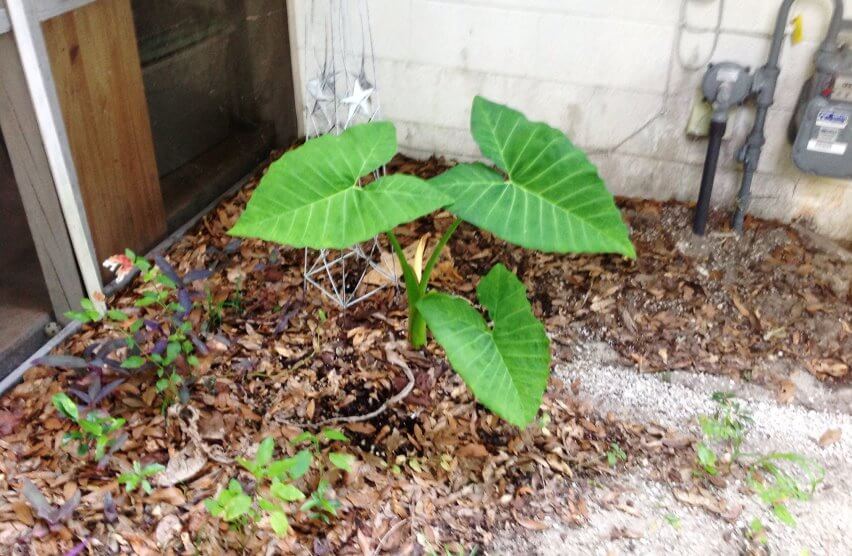 Taro plant in yard